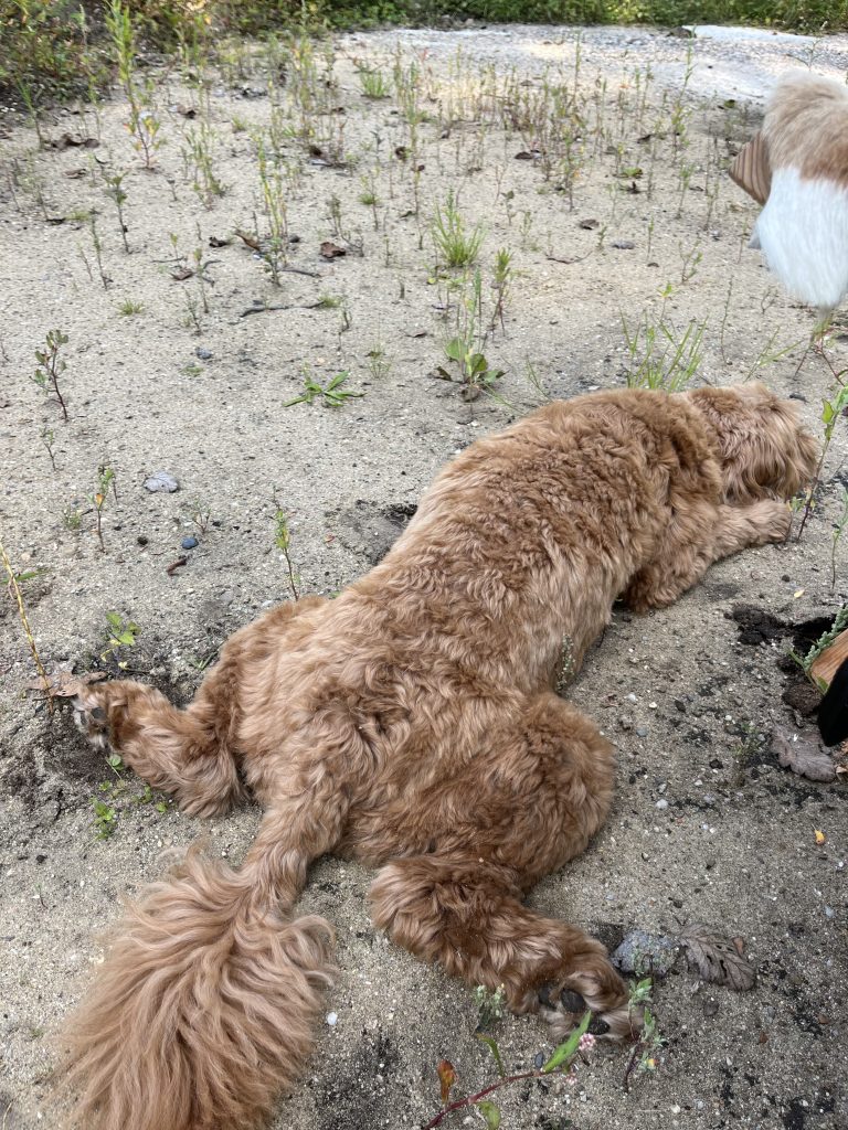 huisje voor hond op de veluwe