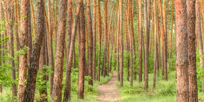 Beautiful forest with tall pine trees outside the city on a warm summer day. Summer holidays in nature
